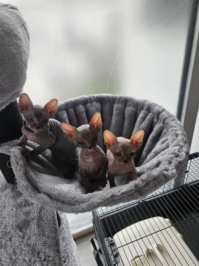 Portrait d'un chat Sphynx adulte, peau nue et grandes oreilles