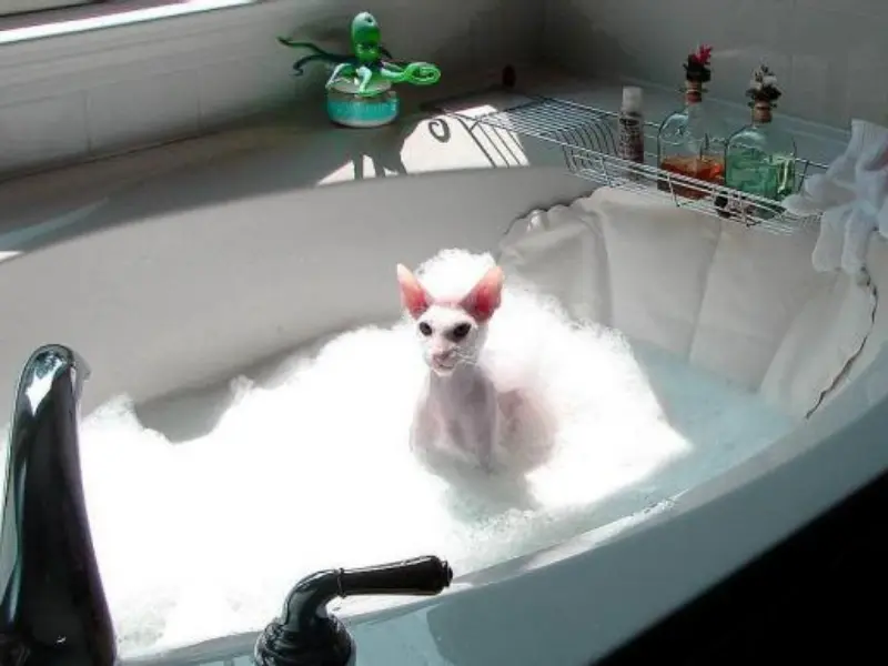 Bain d'un chat Sphynx