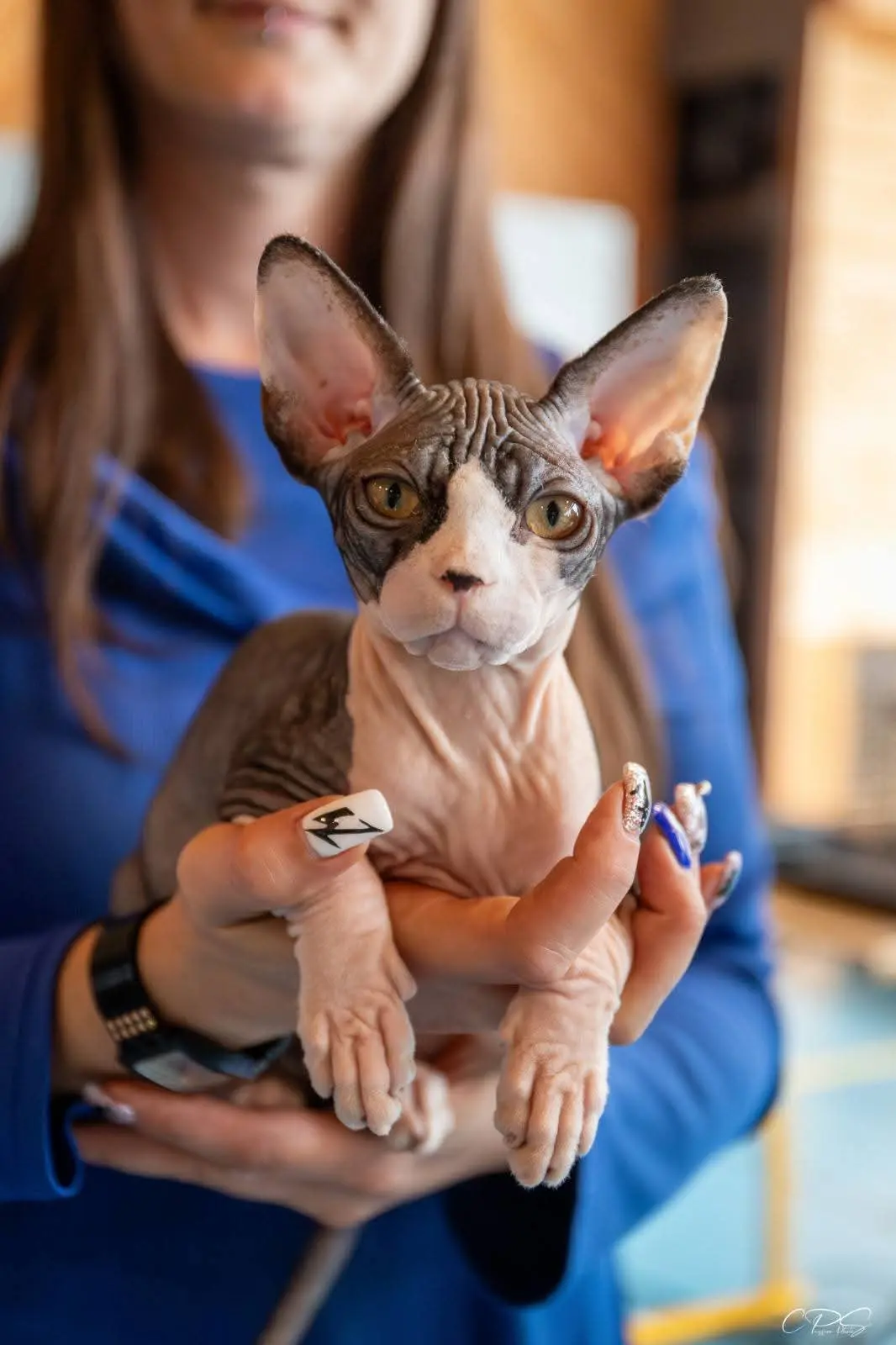 Barbara dans sa maison entourée de ses chats Sphynx