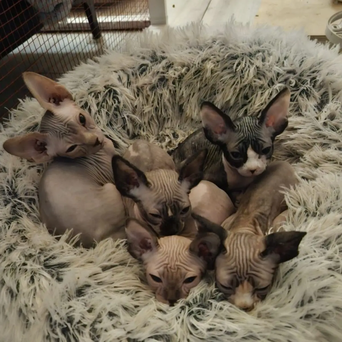 L'environnement de vie des chats Sphynx, à la maison