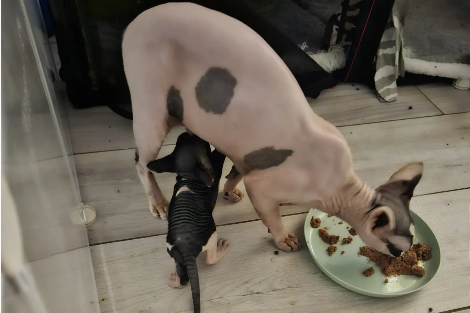 Chaton Sphynx de l'élevage Les Sphynx de L'Unique