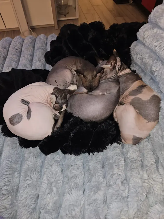 Portrait d'un chat Sphynx adulte, peau nue et grandes oreilles
