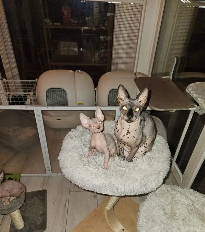 Détail du regard et des plis de peau d'un chat Sphynx