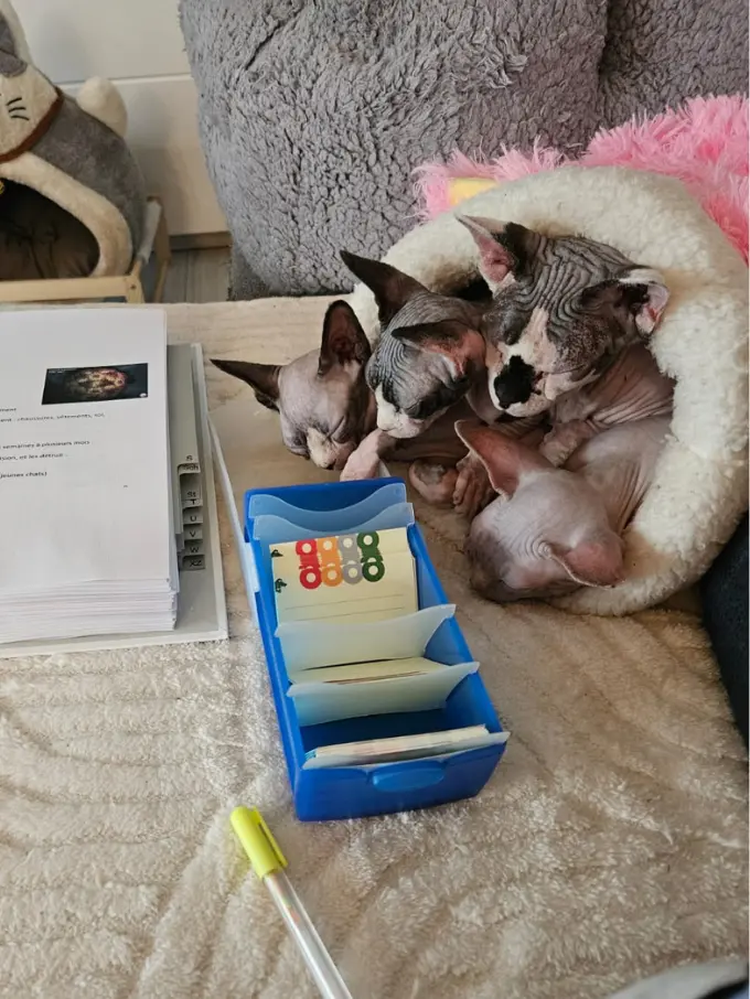 Portrait d'un chat Sphynx adulte, peau nue et grandes oreilles