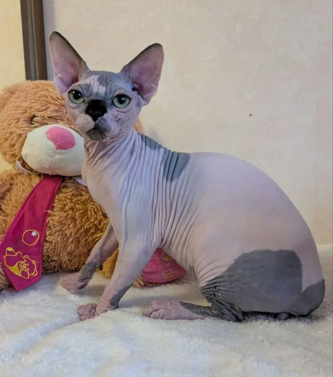 Détail du regard et des plis de peau d'un chat Sphynx