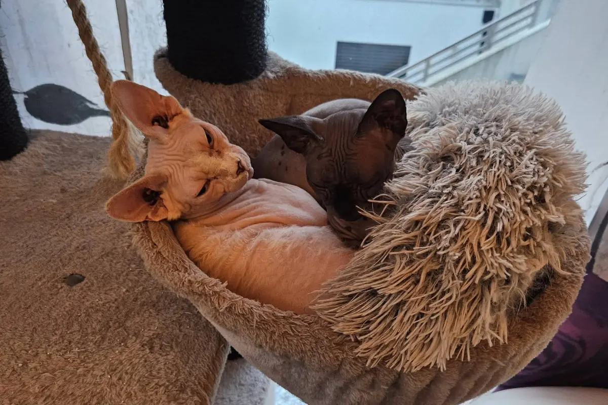 Gros plan sur la peau tiède et plissée d'un chat Sphynx