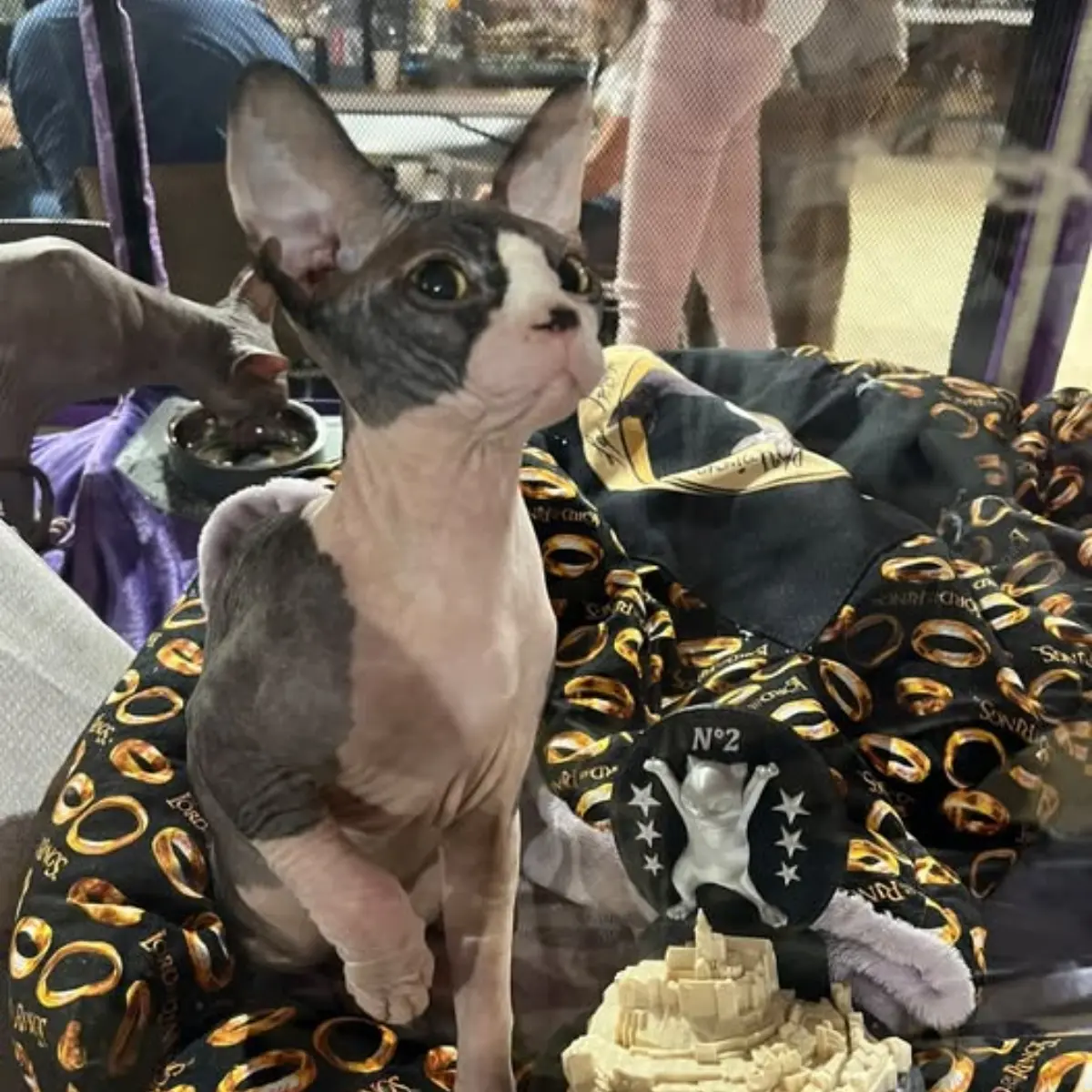 L'environnement de vie des chats Sphynx, à la maison