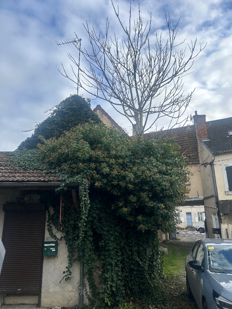 Avant : Dévegetation de toiture envahie par le lierre à Marmagne