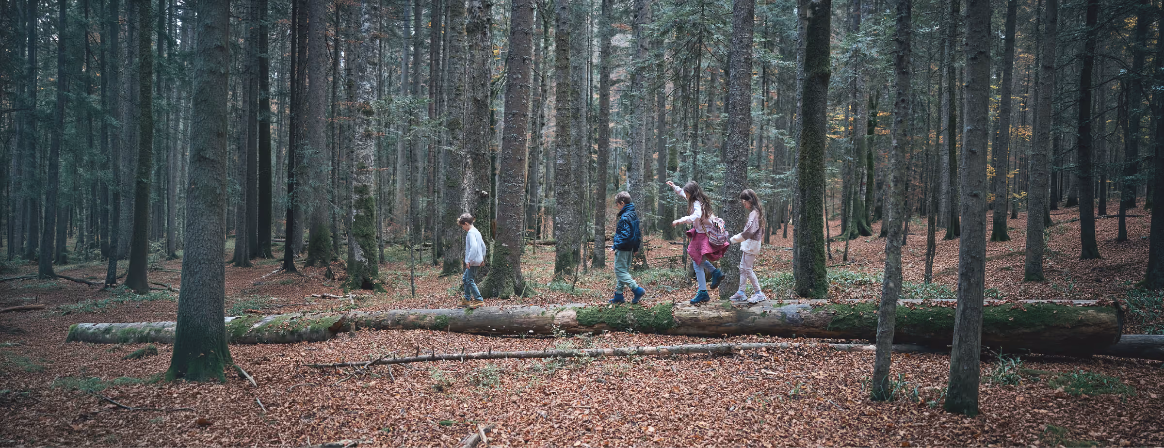 Four children walking single file on a fallen tree trunk in a dense forest with tall trees and a ground covered in brown leaves.