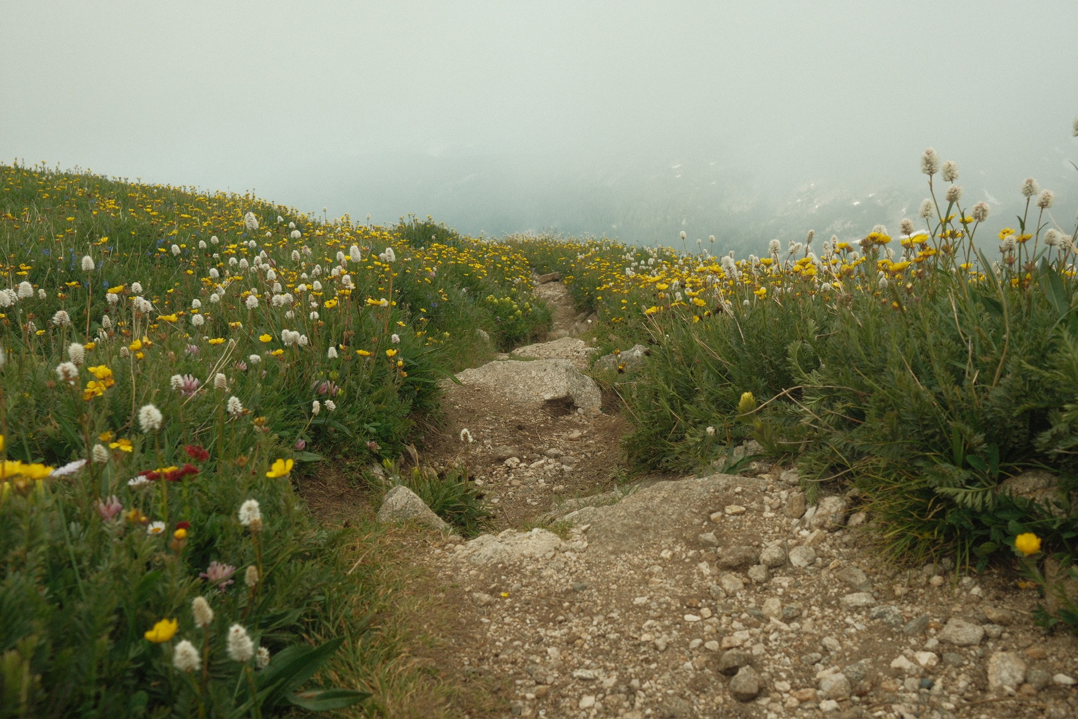 Rocky trail through alpine wildflowers disappearing into fog