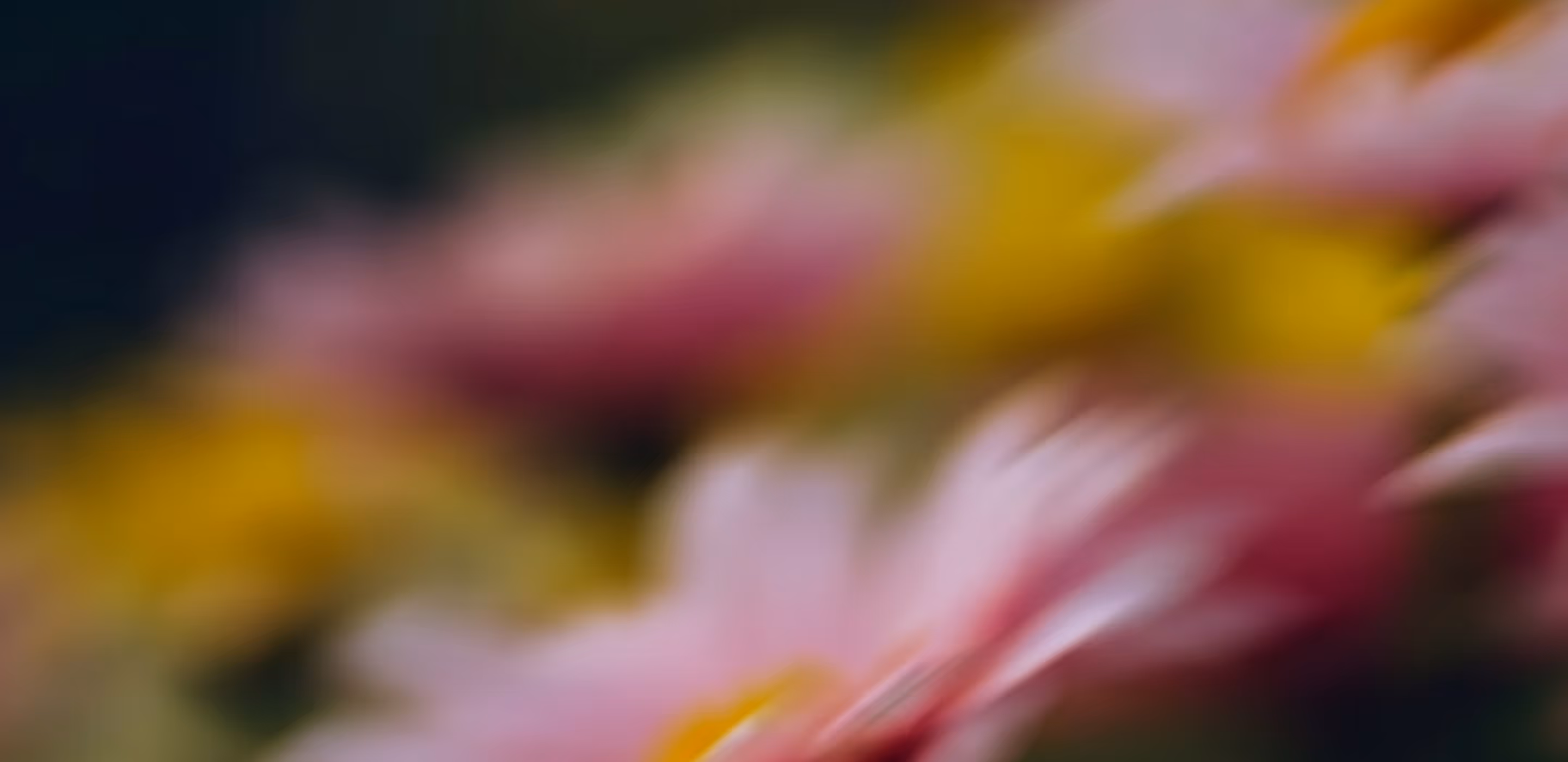Extreme close-up macro photograph of pink and yellow flower petals with a dark blurred background