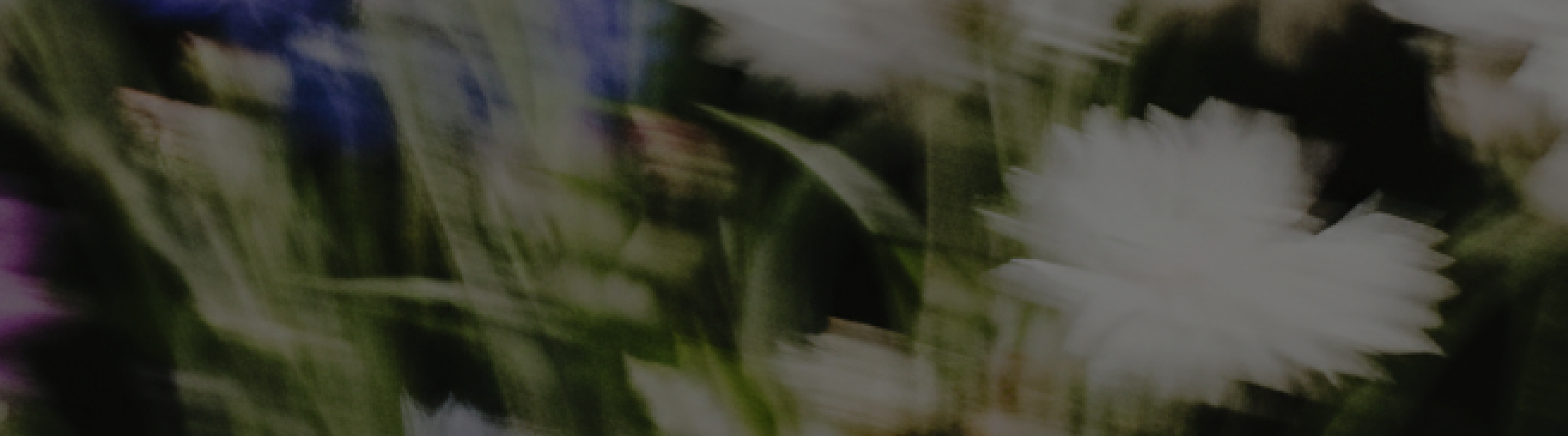 Blurred close-up of white and purple flowers with green foliage in the background.