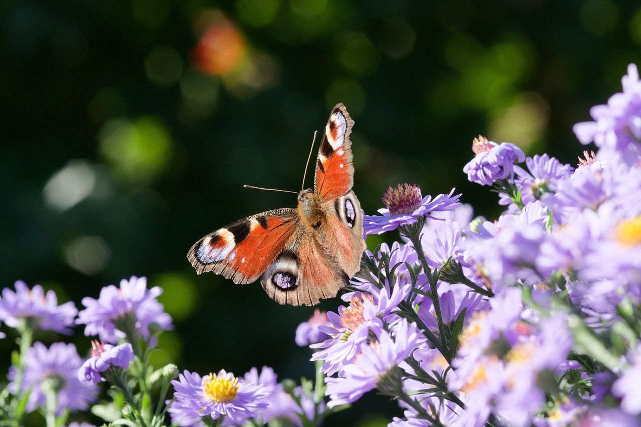 Fort Worth Botanic Garden