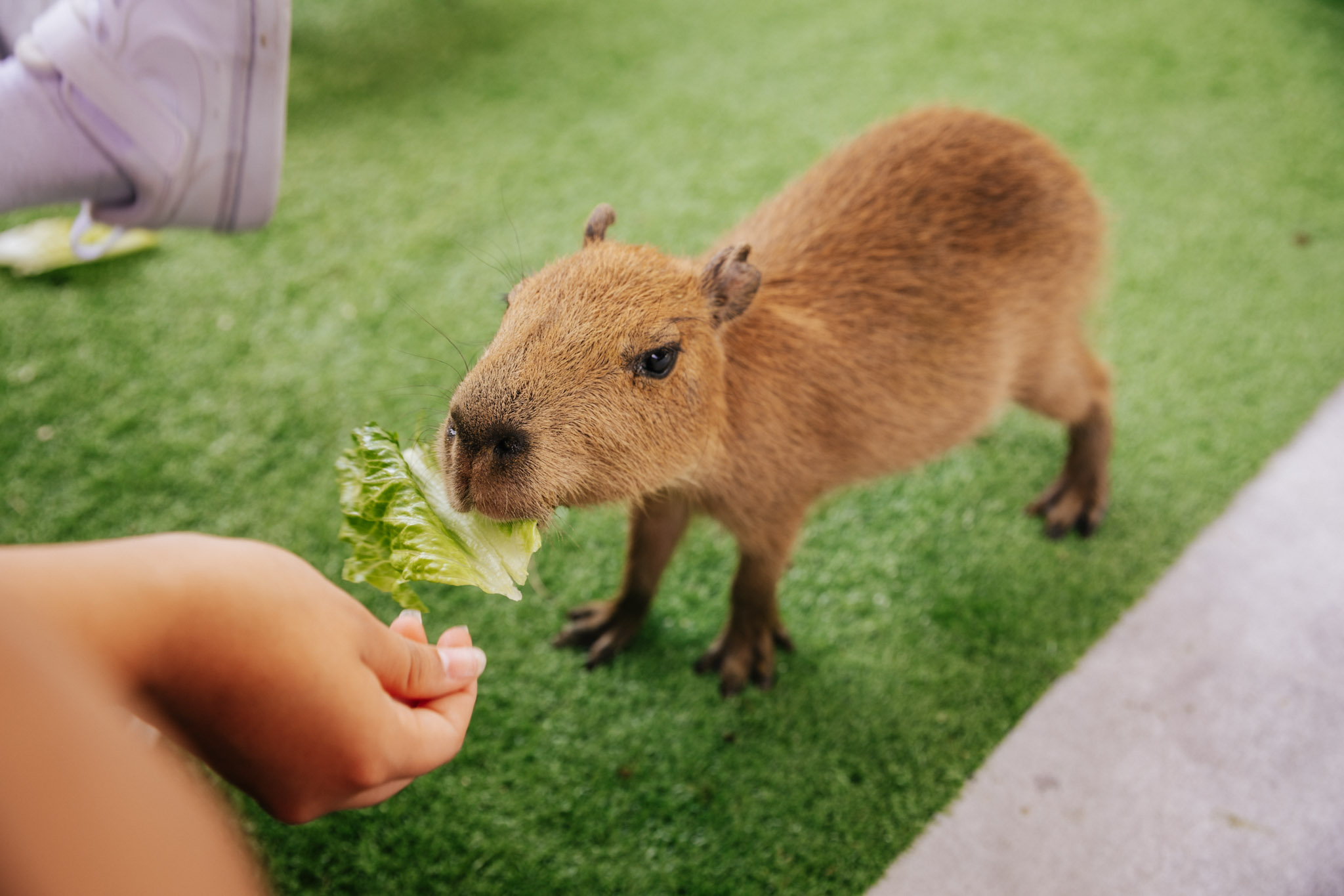 Capybara enjoying fresh lettuce at Everglades Alligator Farm