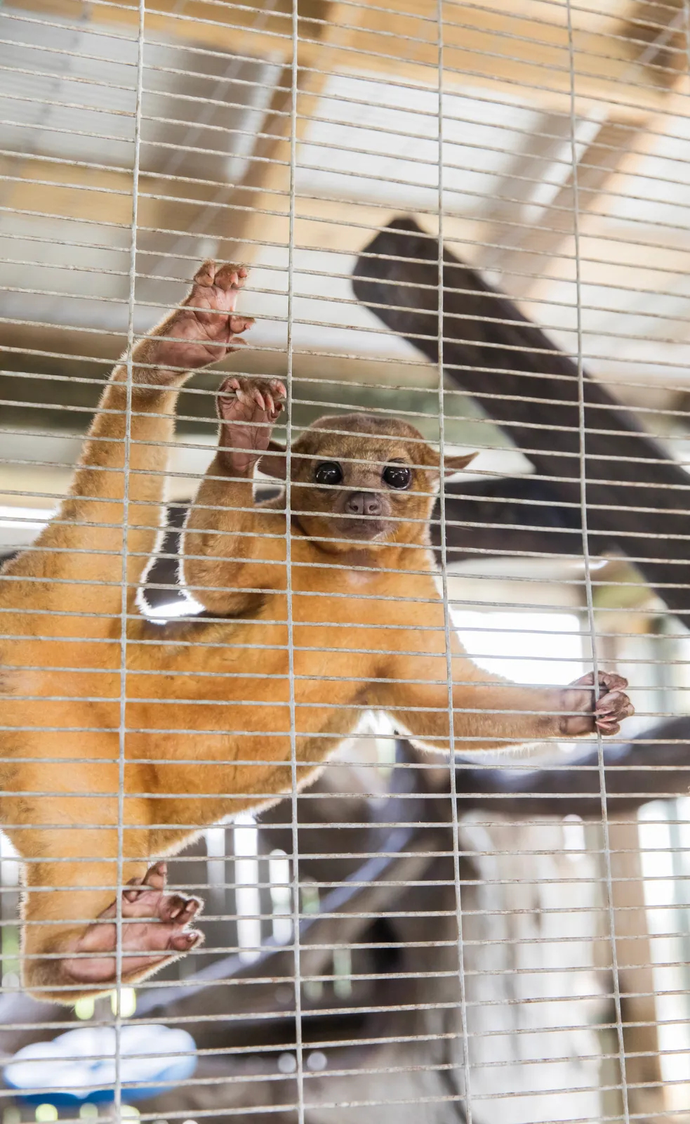 Kinkajou climbing the mesh of its habitat