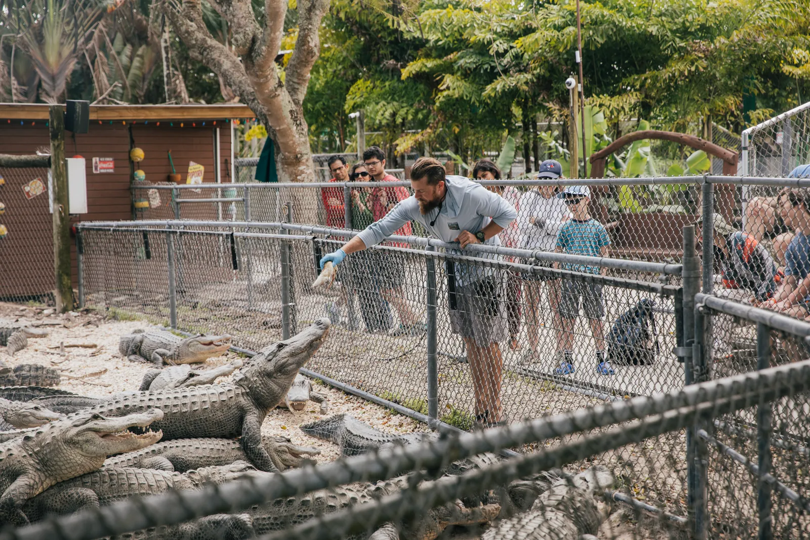 Alligator lunging out of the water for food during the feeding show at Everglades Alligator Farm