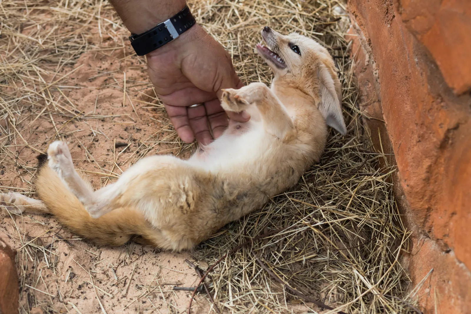 Fennec fox rolling over for a belly rub