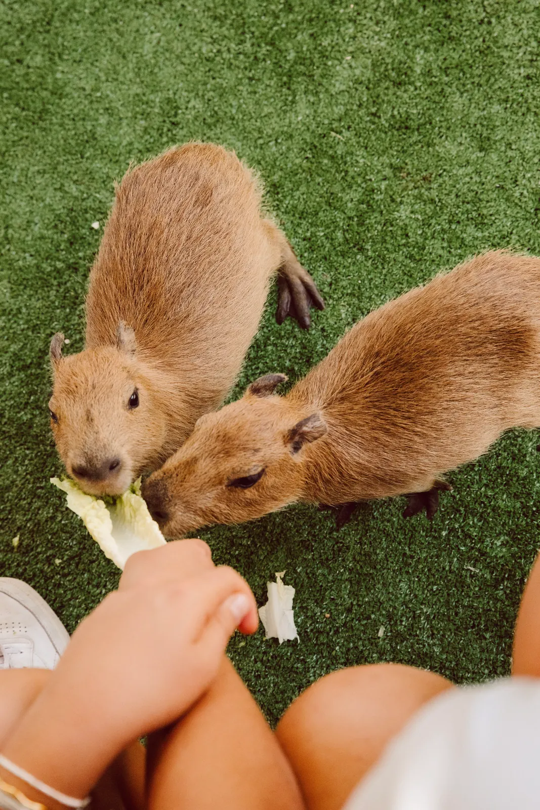 Overhead view of two capybaras being hand-fed lettuce