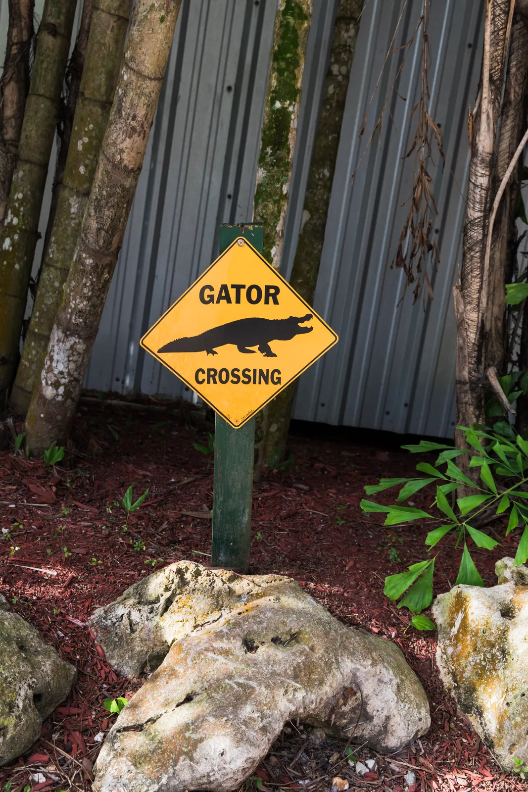Yellow Gator Crossing sign among the landscaping at Everglades Alligator Farm