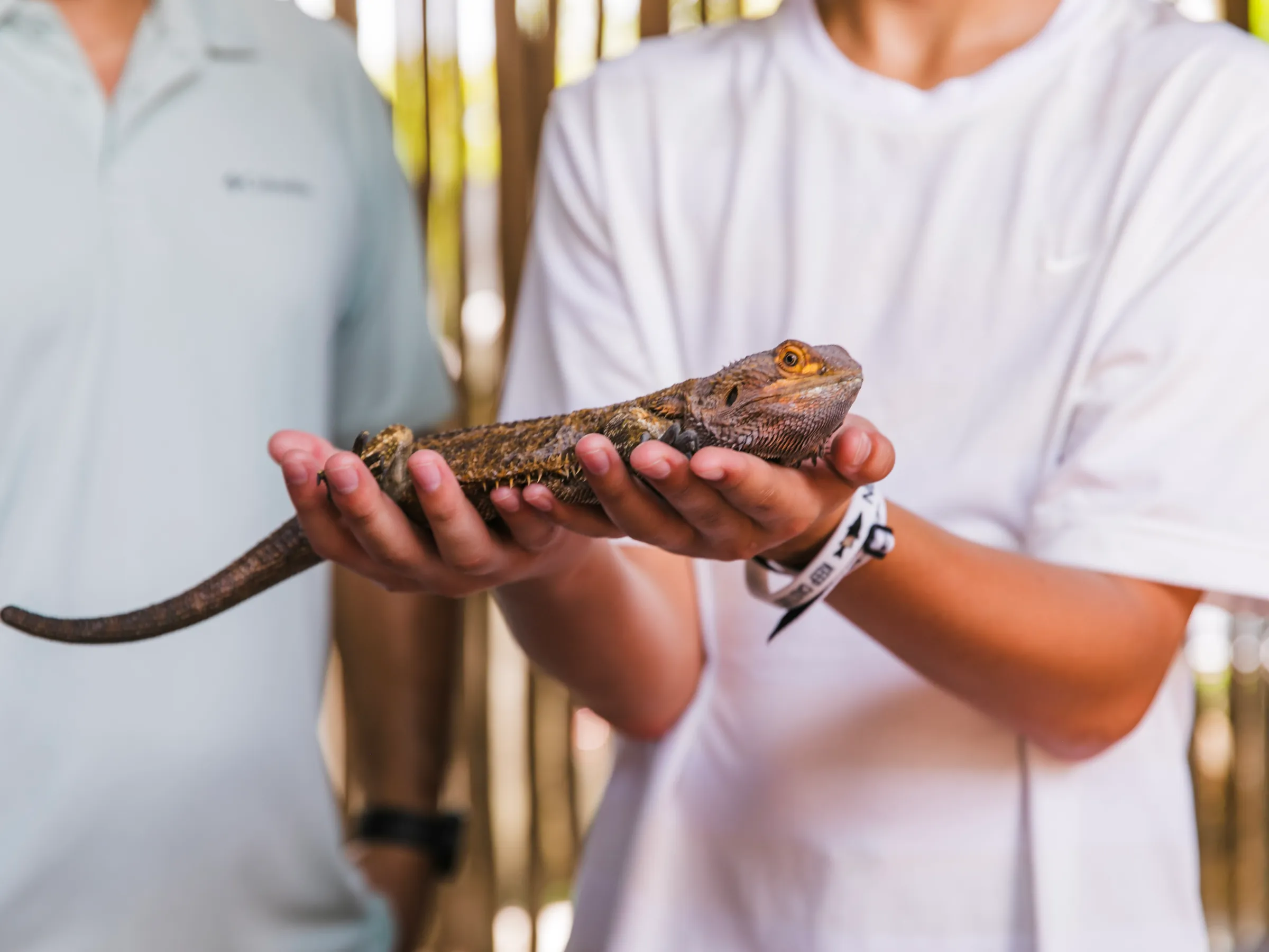 Close up of a bearded dragon resting on a guest's open hands at Everglades Alligator Farm
