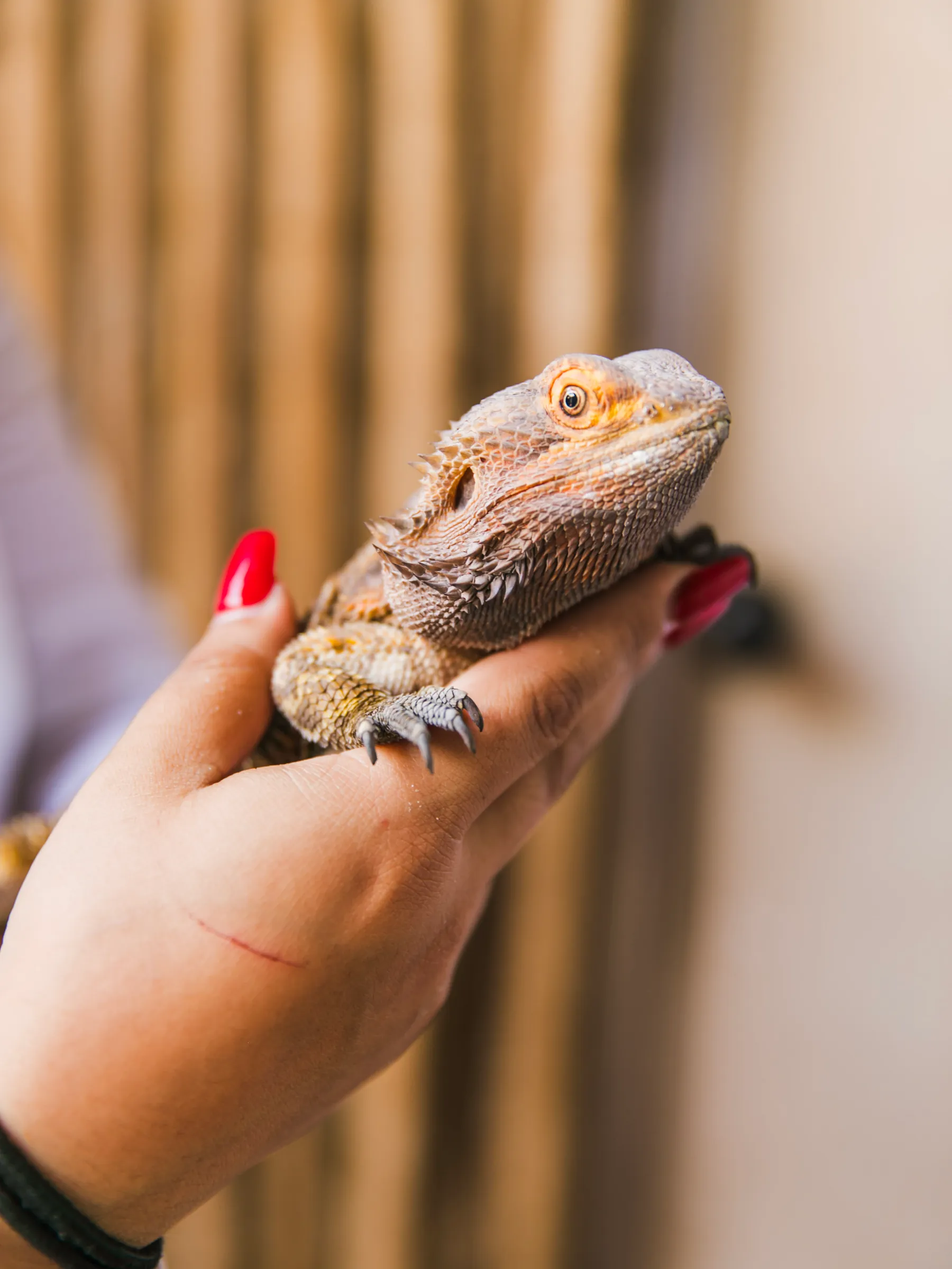 Close up of a bearded dragon held in one hand during a reptile encounter at Everglades Alligator Farm