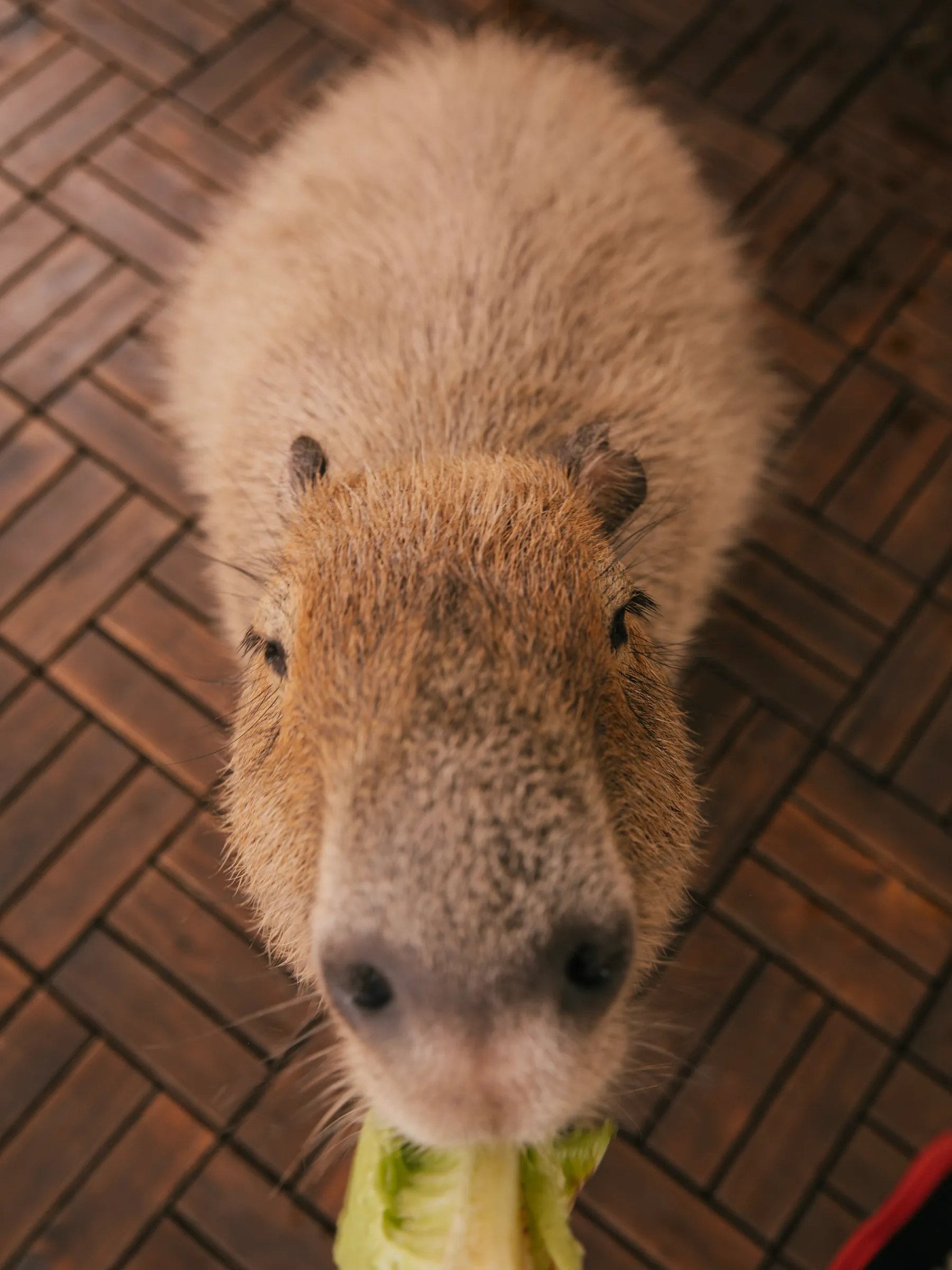 Capybara looking up at the camera while chewing lettuce at Everglades Alligator Farm