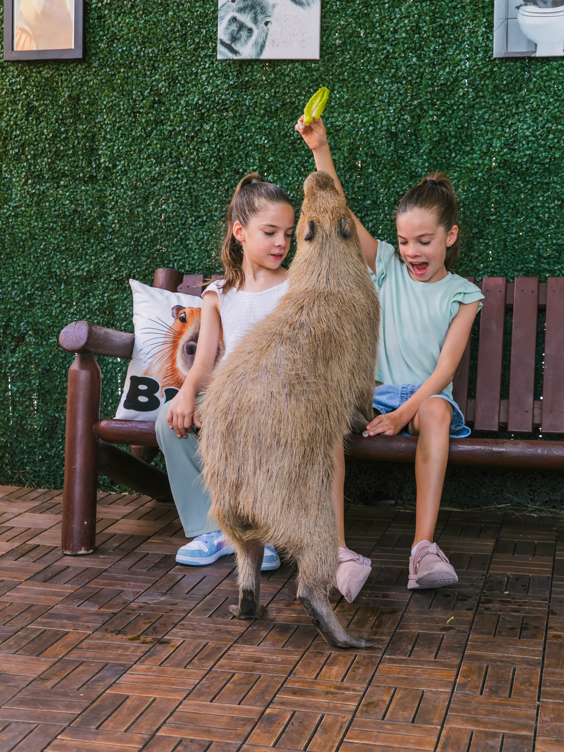 Capybara standing tall on its hind legs to reach lettuce held up by two young guests