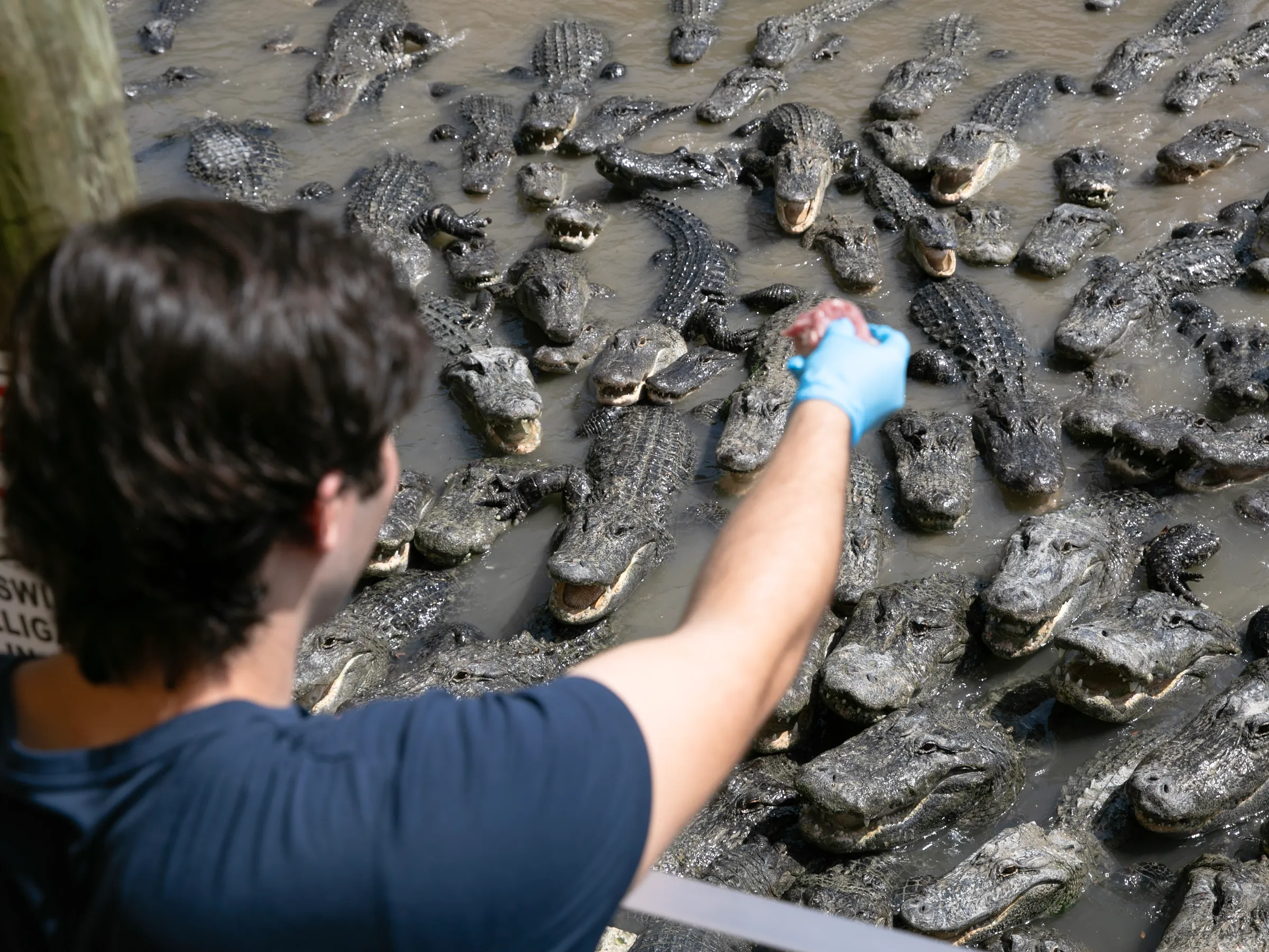 Guest wearing a glove feeding dozens of alligators from the deck during a private group tour