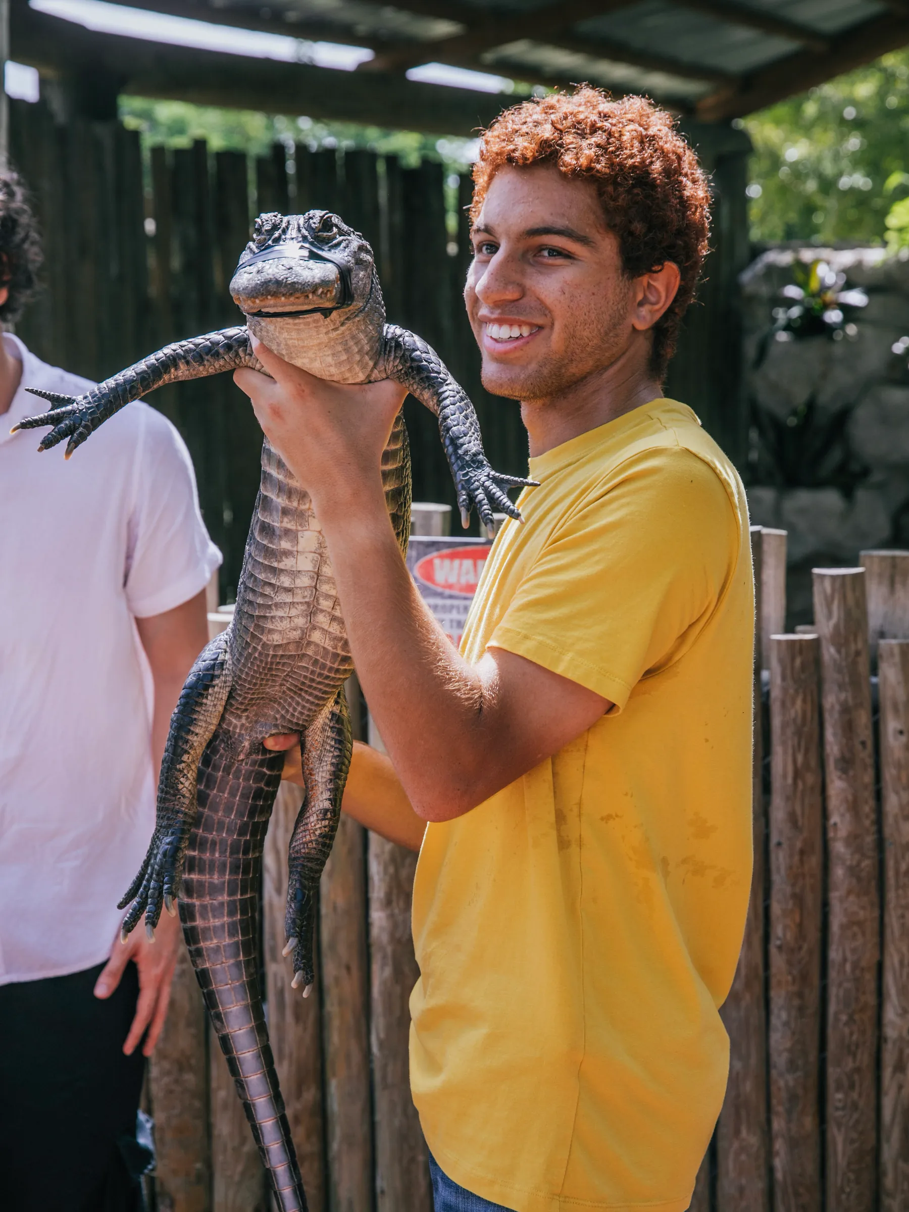 Guest in a yellow shirt lifting an alligator during a private group tour