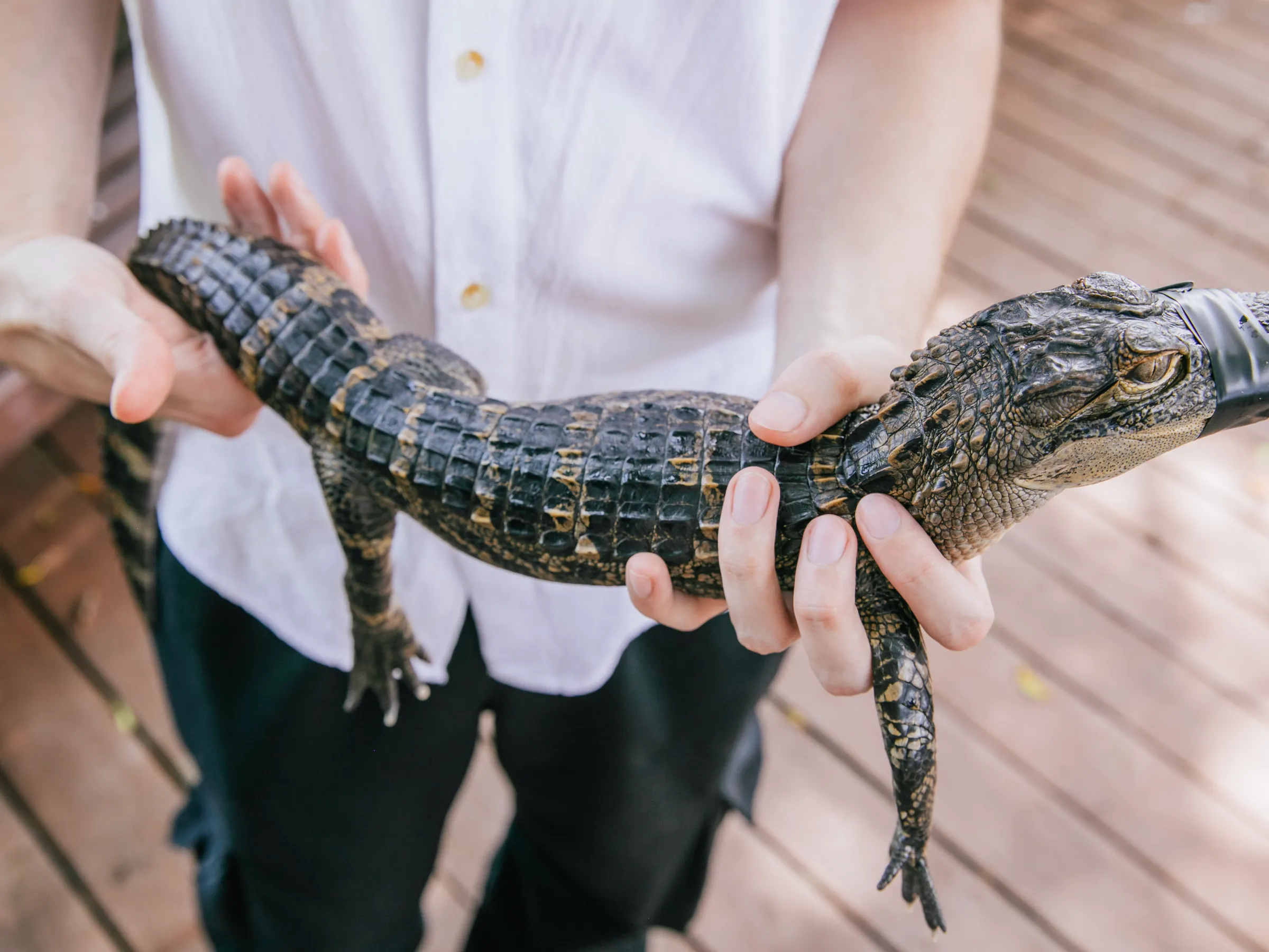 Close up of a young alligator held in a guest's hands at Everglades Alligator Farm
