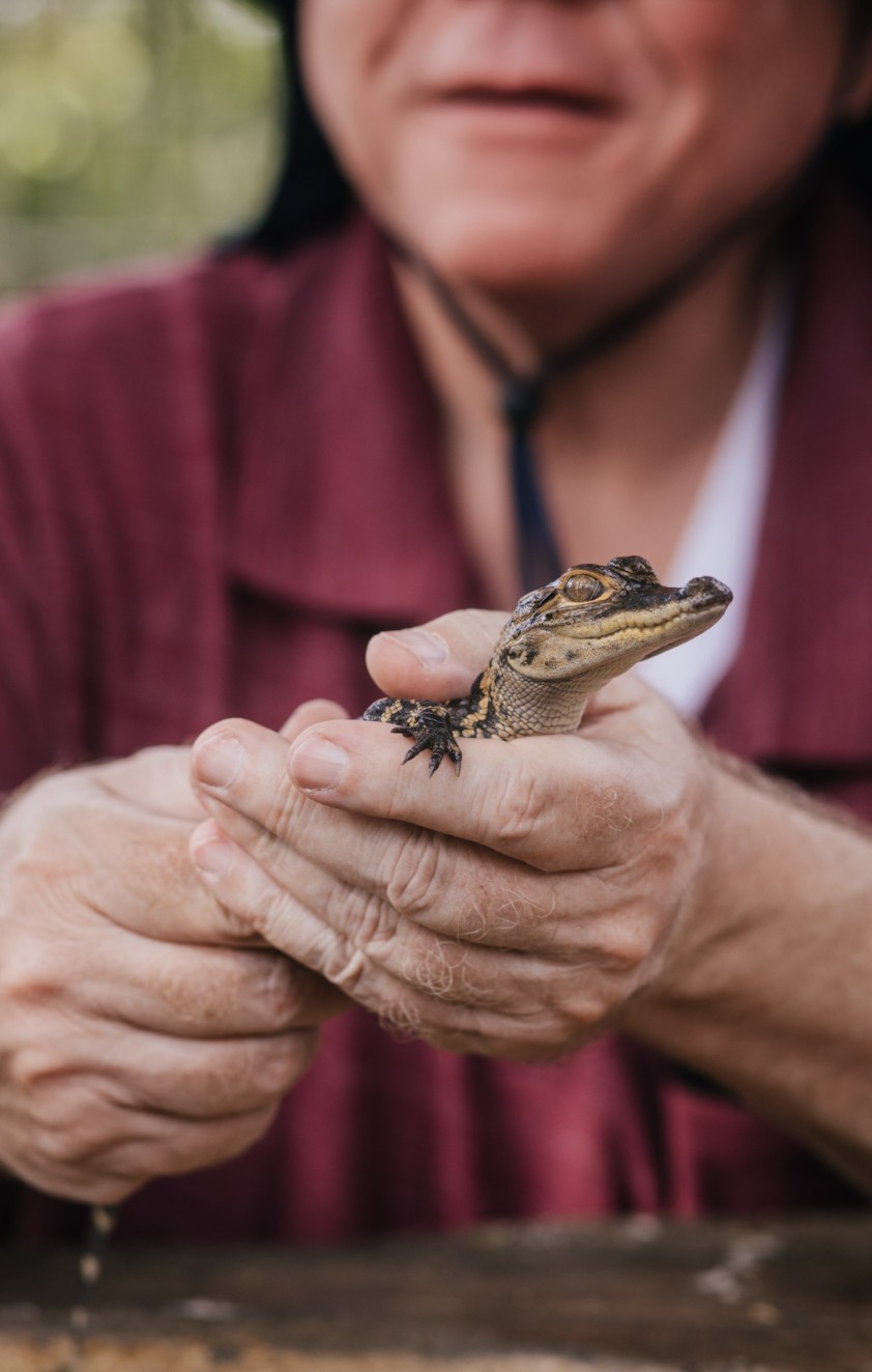 Hatchling alligator held in a guest's hands at Everglades Alligator Farm
