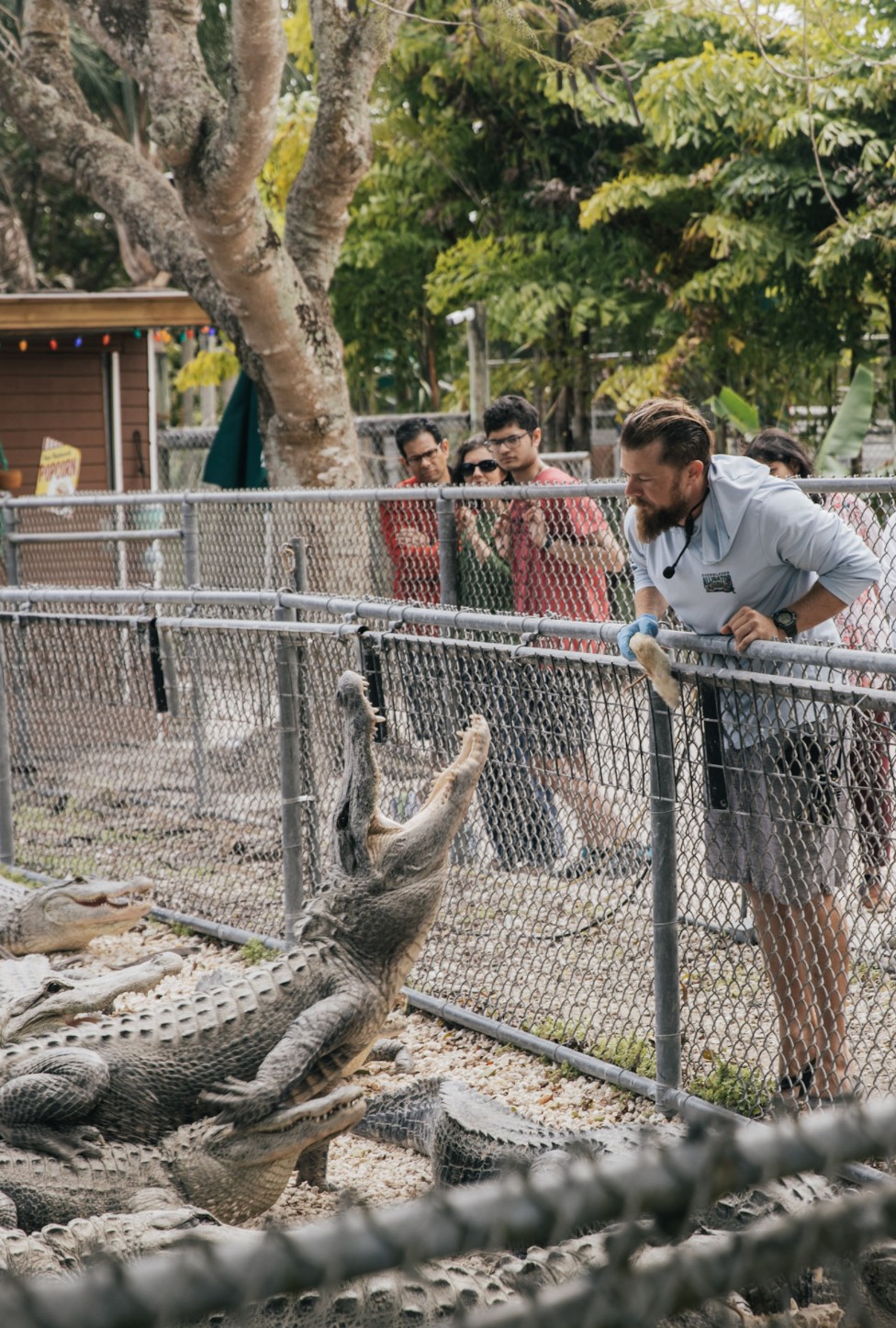 Guest watching an alligator at the fence during the feeding show at Everglades Alligator Farm