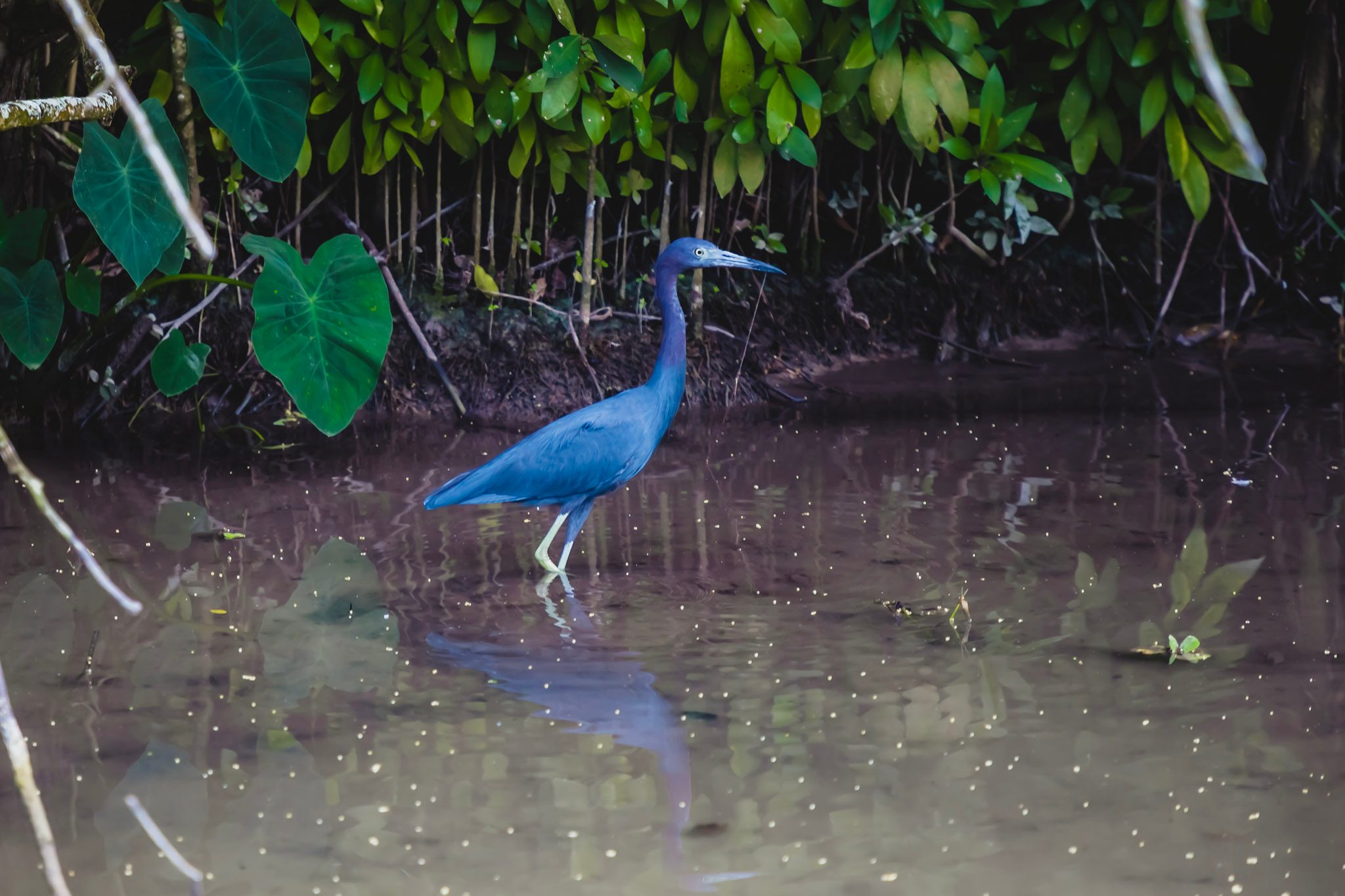 Little blue heron wading through shallow water along a shaded Everglades waterway