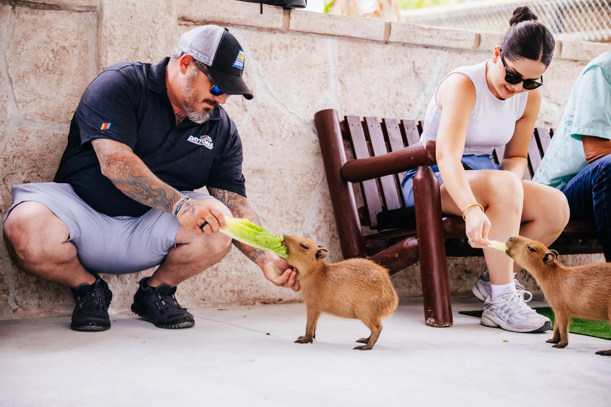 Two guests hand feeding lettuce to young capybaras during the Capybara Encounter at Everglades Alligator Farm
