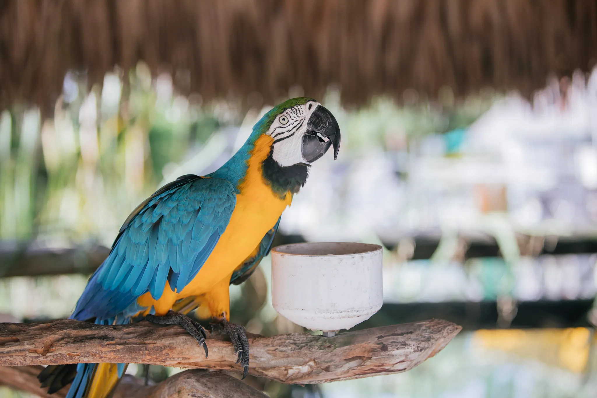 Blue and gold macaw perched on a branch under a thatched roof at Everglades Alligator Farm