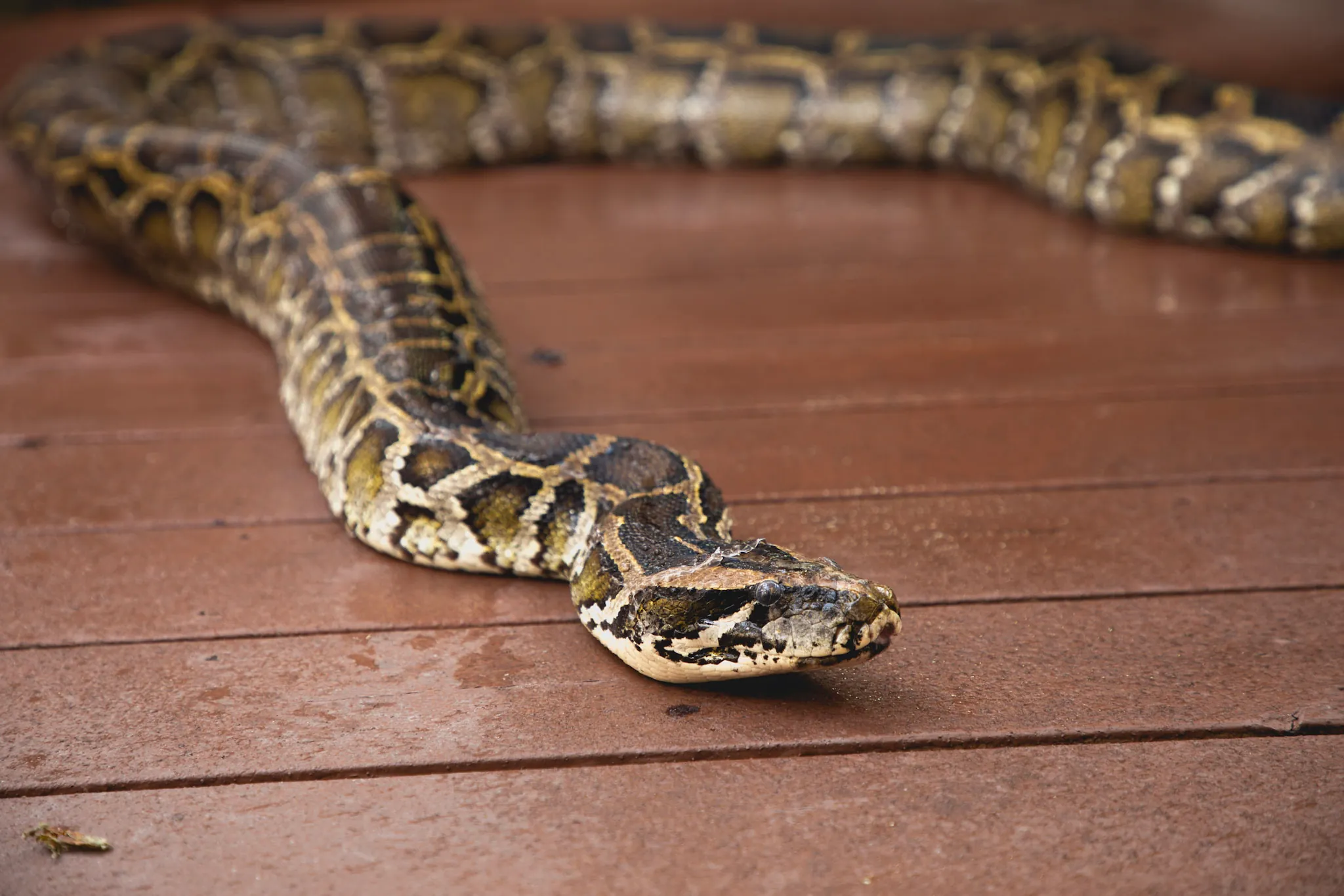 Burmese python stretched out on a wooden deck at Everglades Alligator Farm