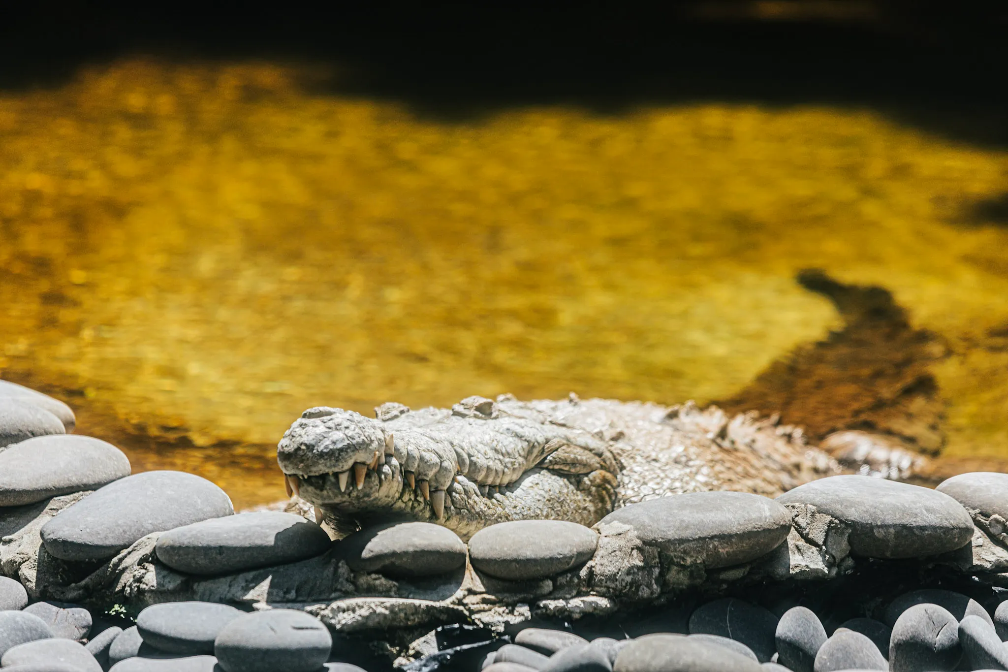 Orinoco crocodile resting its head on smooth stones at the edge of a sunlit pool at Everglades Alligator Farm