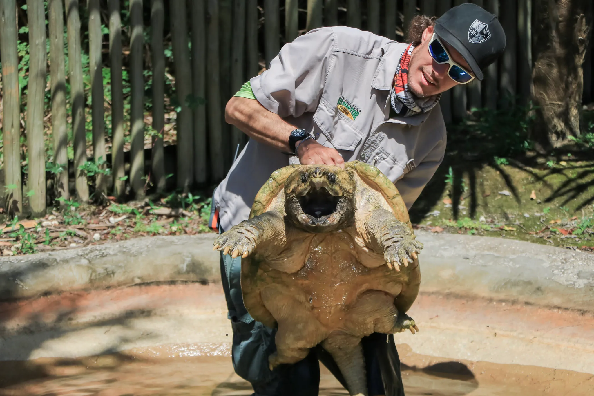 Animal team member lifting a large snapping turtle out of its pool at Everglades Alligator Farm