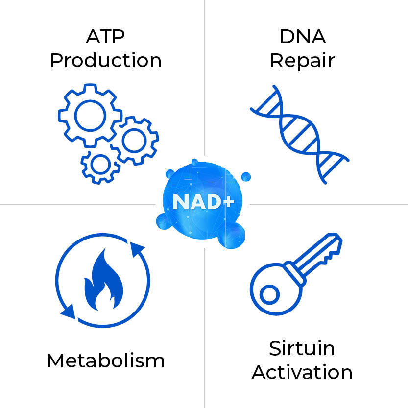 What NAD+ is required for