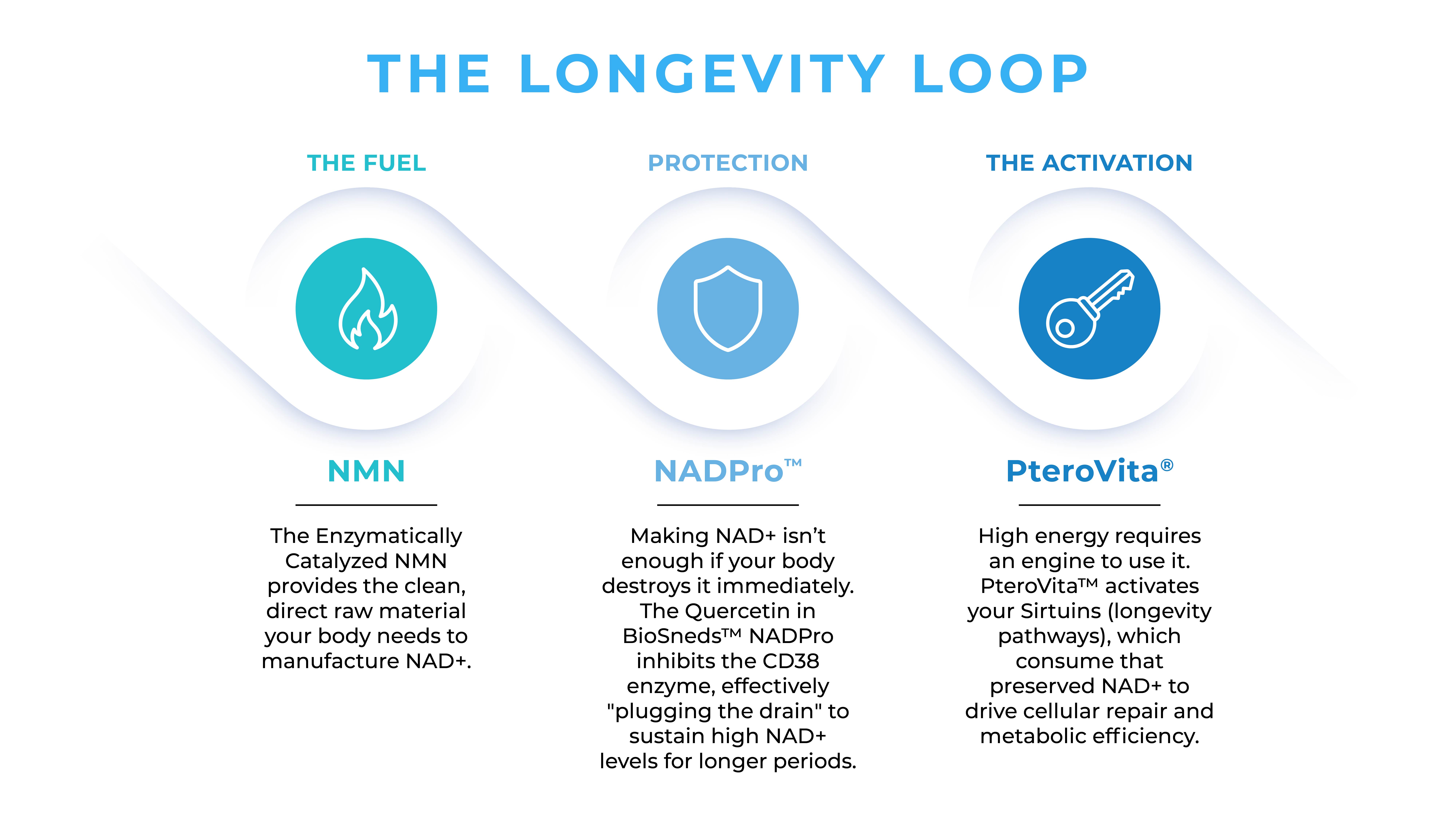 The BioAge Longevity Loop