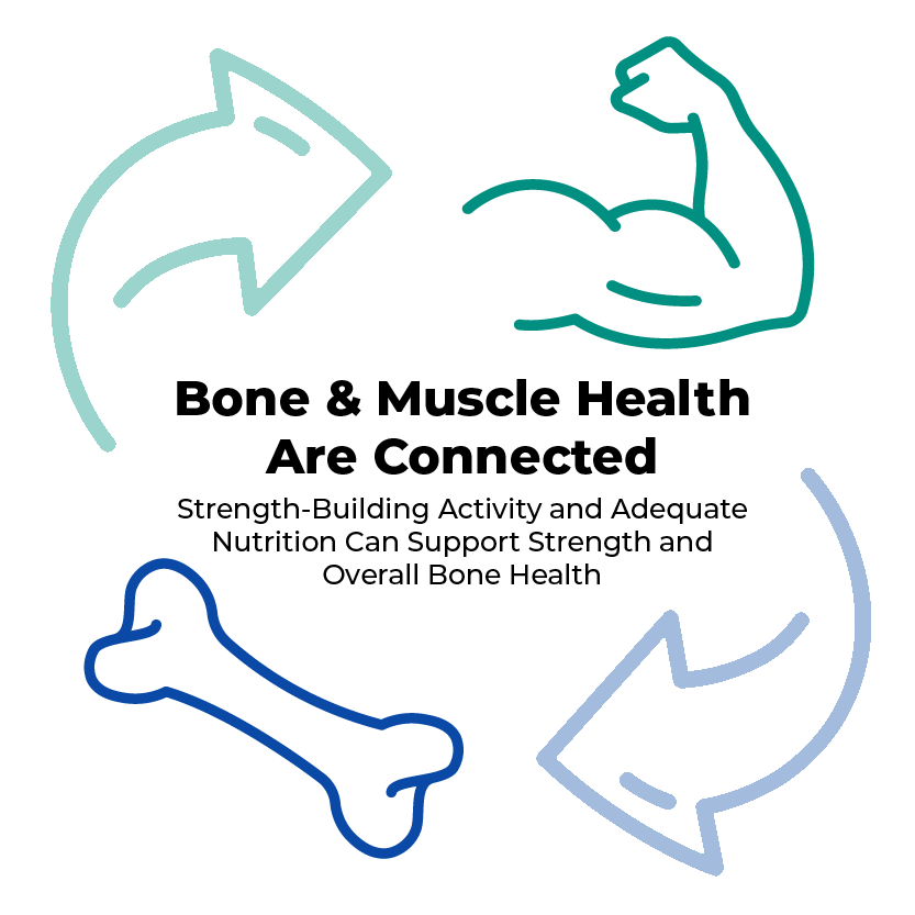 Muscle and bone health are connected. Strength-building activity and adequate nutrition can support strength and overall bone health.