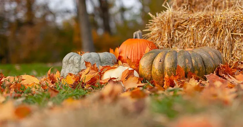 Thanksgiving Safety Tips for the Holidays: Holiday Safety Tips.