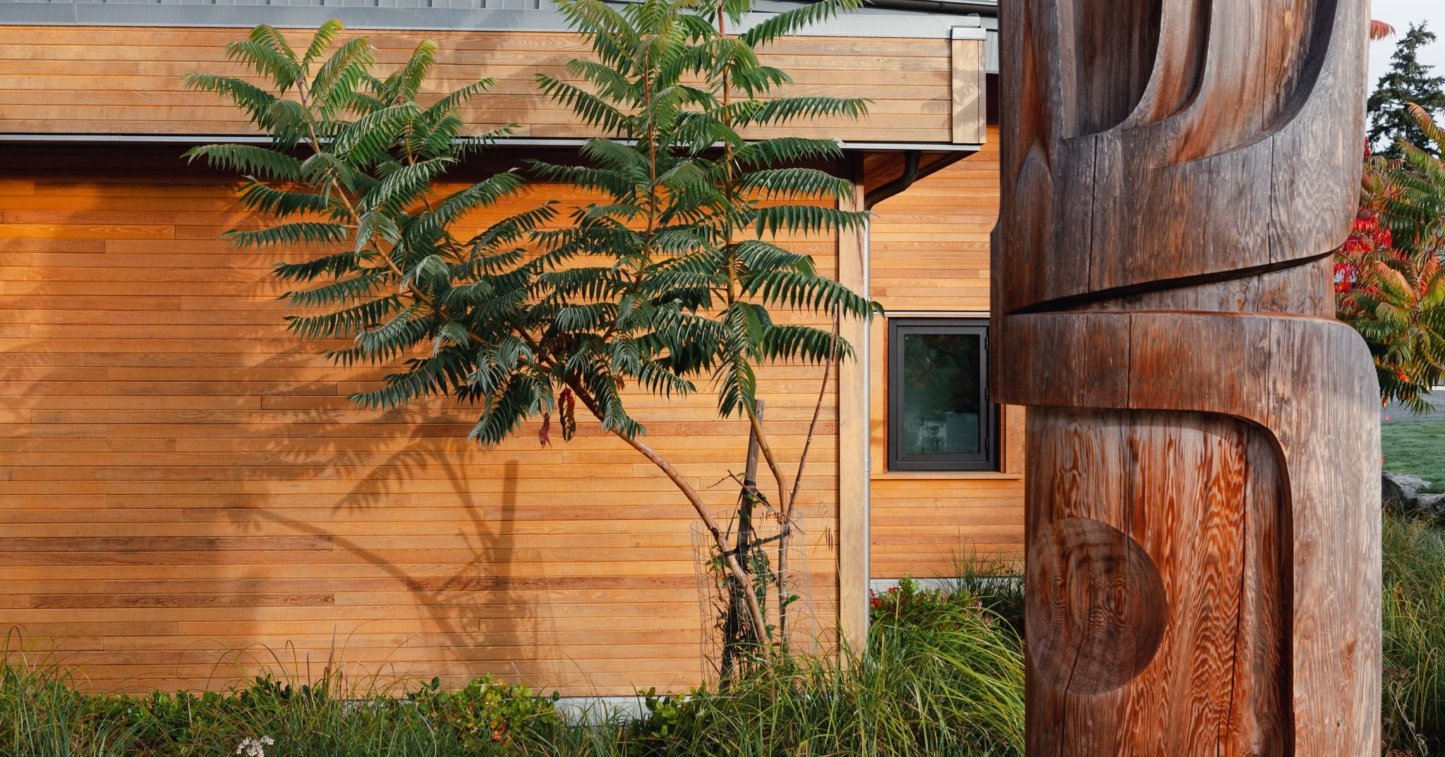Cedar-clad building with a carved cedar post, a young tree and ornamental grasses at its base
