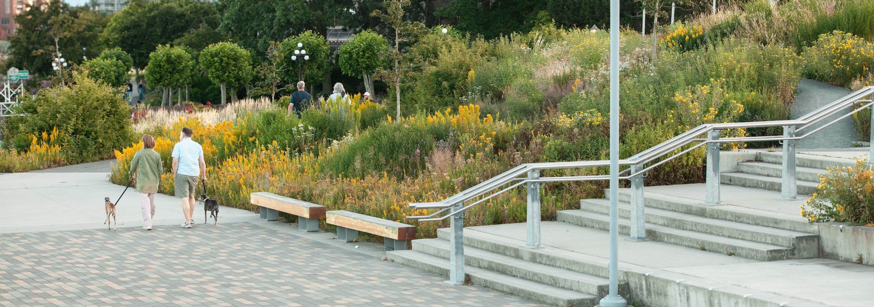 People walking dogs along a paved path beside terraced beds of yellow wildflowers and grasses