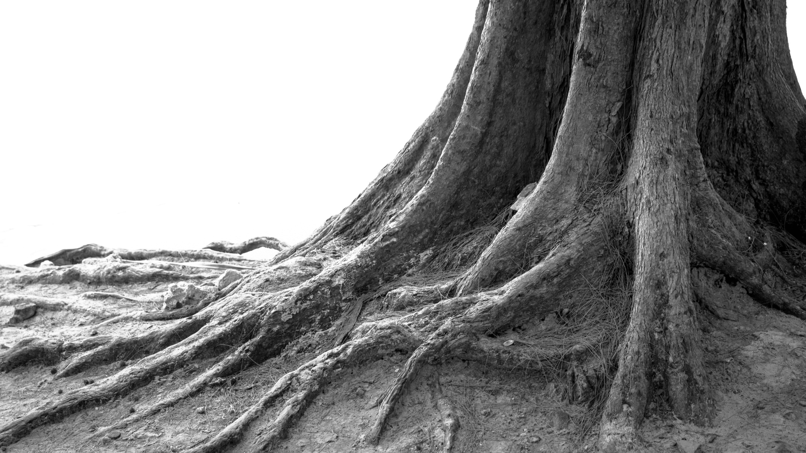 Blog Single Image