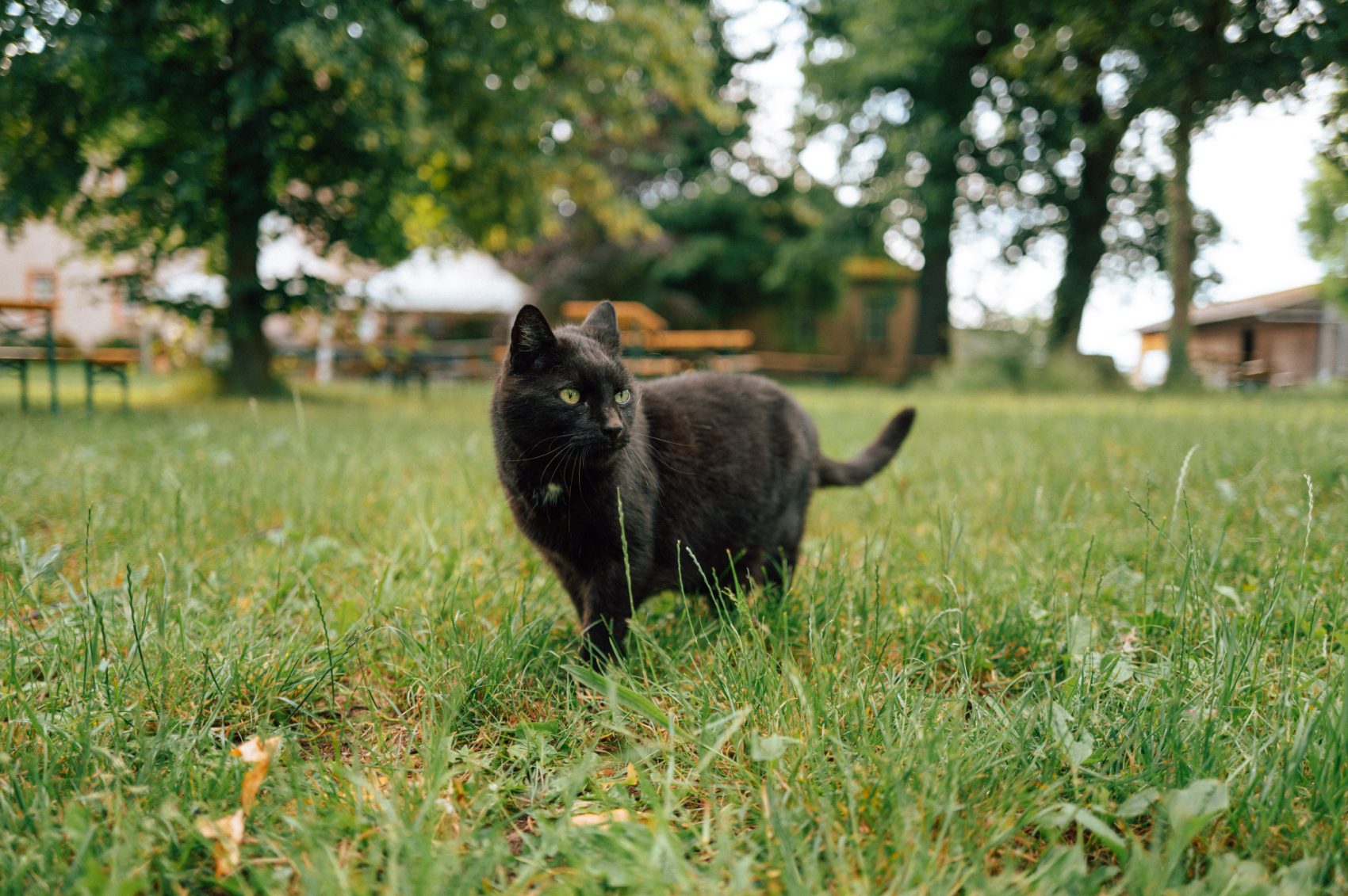 Hofkatze Morline