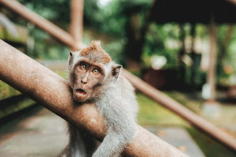 Monkey Forrest