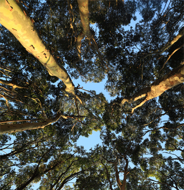Looking up through native Australian eucalyptus forest canopy symbolizing ecological restoration and catchment management
