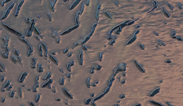 Muddy riverbed and sediment patterns for freshwater ecosystem monitoring by Gyre & Gimble Consulting