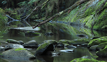 Mossy rocks and calm pool in a forest stream representing natural river health and freshwater ecology
